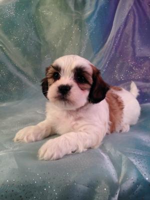 Male Lachon #12 DOB 10-20-14 Puppies for sale can travel to Minnesota, Illinois and Wisconsin by the middle of December.